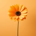 Daisy bloom leaf yellow colorful floral nature plant isolated close-up flower orange Royalty Free Stock Photo