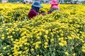 Daisy blooming in Tonglu