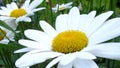 Daisy blossom close-up. Natural video with meadow flowers detail. Sharping, zooming, detailed stamen and pistil. Botanic