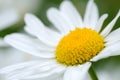 Daisy blossom closeup
