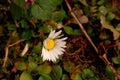 A daisy blossom