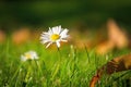 Daisy blossom in the grass