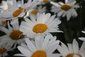 Daisy blossom macrophotography. Garden plant close-up. White petals.