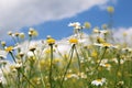 Daisy blossom under blue sky Royalty Free Stock Photo