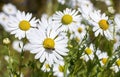 Daisy blossoms and the bee Royalty Free Stock Photo