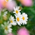 Daisy blossoms closeup with shallow depth of field Royalty Free Stock Photo