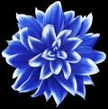 Daisy blue. Flower on isolated black background with clipping path without shadows. Close-up. For design.