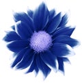 Daisy blue.. Flower on  isolated  white background with clipping path without shadows. Close-up. For design. Royalty Free Stock Photo