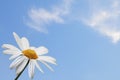 Daisy on blue sky