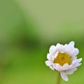 Daisy bokeh