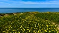 Daisy bonanza, Torrey Pines, California