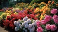 daisy border flowers