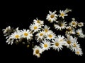 Daisy bouquet on black background signify love, beauty, and fertility Royalty Free Stock Photo