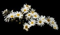 Daisy bouquet on black background signify love, beauty, and fertility Royalty Free Stock Photo