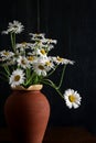 Daisy Bouquet in Brown Clay Vase Dark Background White Flowers Royalty Free Stock Photo