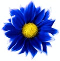 Daisy bright  blue. Flower on  isolated  white background with clipping path without shadows. Close-up. For design. Royalty Free Stock Photo