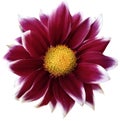 Daisy bright red.. Flower on isolated white background with clipping path without shadows. Close-up. For design. Royalty Free Stock Photo