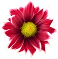 Daisy bright red.  Flower on isolated white background with clipping path without shadows. Close-up. For design. Royalty Free Stock Photo