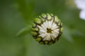 A daisy bud not openned