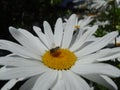 Daisy with bug Royalty Free Stock Photo