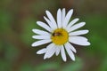 Daisy with bug Royalty Free Stock Photo