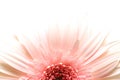 Daisy burst highkey Royalty Free Stock Photo