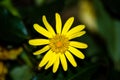 Daisy bush flower