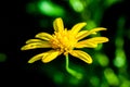 Daisy bush flower
