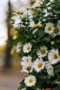 Daisy bush With white petals, yellow inflorescence and green stems. Matricaria chamomilla annual flowering plant of the Royalty Free Stock Photo