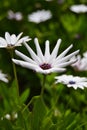 Daisy bushes or African daisies in africa Royalty Free Stock Photo