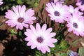 Daisy Bushes Flowers for Background