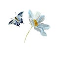 Daisy butterfly blue flower red sketch watercolor Royalty Free Stock Photo