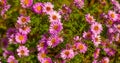 daisy calenduleae flowers floral background. flowering nature beauty