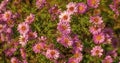 daisy calenduleae flowers floral background. flowering nature beauty