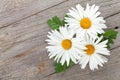 Daisy camomile flowers on wooden background Royalty Free Stock Photo