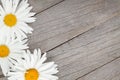 Daisy camomile flowers on wooden background Royalty Free Stock Photo