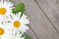 Daisy camomile flowers on wooden background Royalty Free Stock Photo