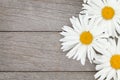 Daisy camomile flowers on wooden background Royalty Free Stock Photo