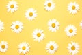 Daisy camomile top view on yellow background texture.Summer backdrop Royalty Free Stock Photo