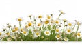 White Daisy Field On Isolated Background - Fine Detail