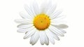 Realistic White Daisy Flower Photo With Stunning Detail