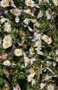 Daisy Chain Flowers Abstract Background Royalty Free Stock Photo