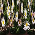 Daisy Chain Flowers Abstract Background Royalty Free Stock Photo