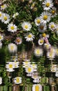 Daisy Chain Flowers Abstract Background Royalty Free Stock Photo