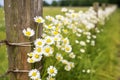 daisy chain on a wooden fence post in a meadow Royalty Free Stock Photo