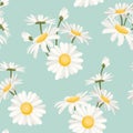 Daisy chamomile spring summer flowers pattern Royalty Free Stock Photo