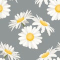 Daisy chamomile field meadow spring summer white yellow flowers seamless pattern on light gray background. Royalty Free Stock Photo
