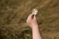 Daisy or chamomile flower in the hand of a small child outdoors in the field. Selective focus on flowers. Summer time. Close up. Royalty Free Stock Photo