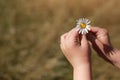 Daisy or chamomile flower in the hand of a small child outdoors in the field. Selective focus on flowers. Summer time. Close up. Royalty Free Stock Photo
