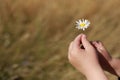 Daisy or chamomile flower in the hand of a small child outdoors in the field. Selective focus on flowers. Summer time. Close up. Royalty Free Stock Photo